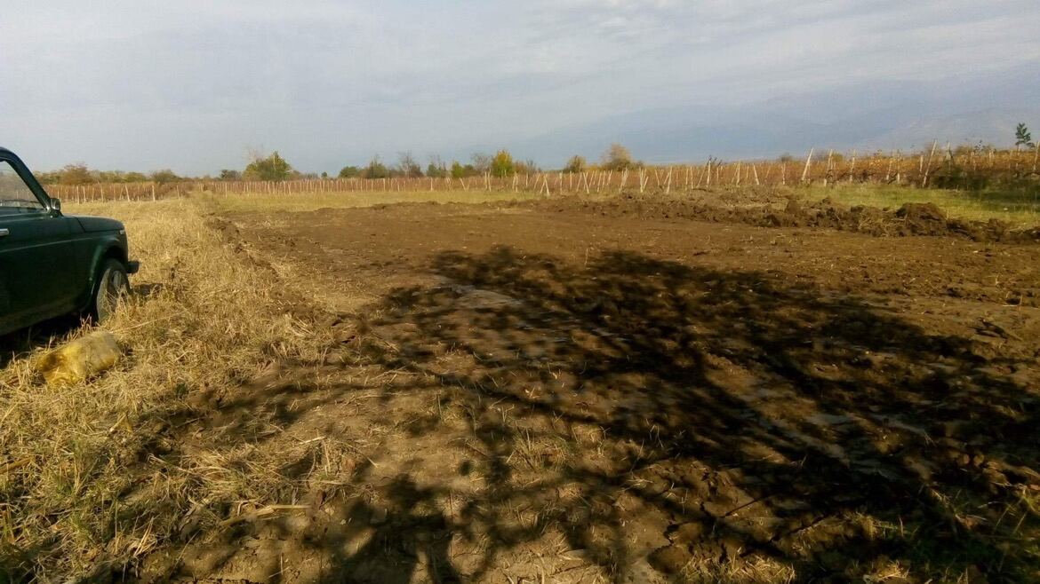 The cleared vineyard ground before planting, Kakheti