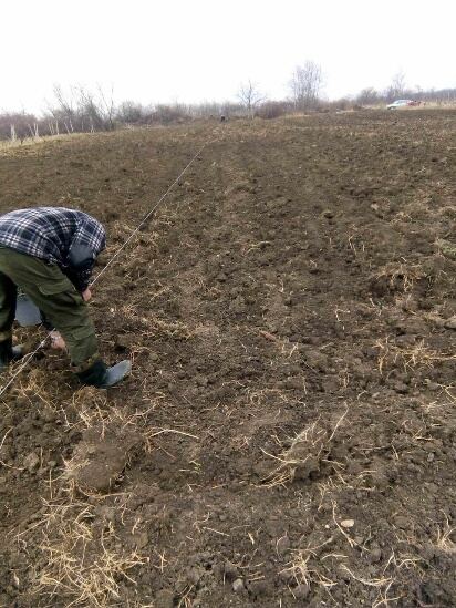 Planting young vine cuttings