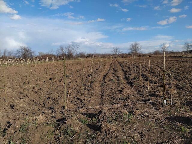 Rows of poles installed for the young vines