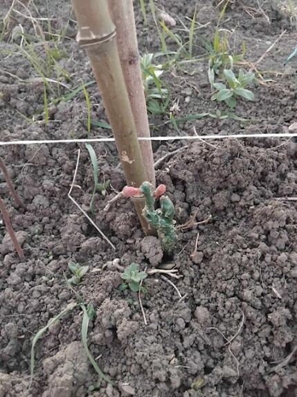 Young vine blossoms in spring