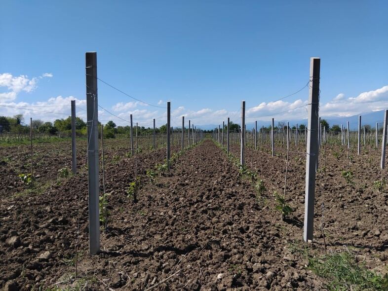 Vines in leaf, early summer