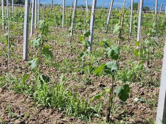 Ikaltos Tsiteli grape clusters, larger and lighter, spread on the vine