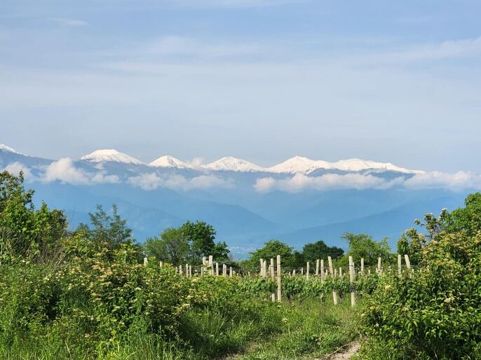 Ikaltos Tsiteli vines in the summer light