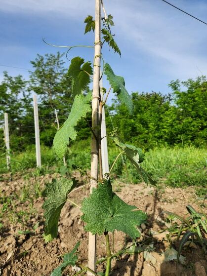 Grape clusters forming on the vine