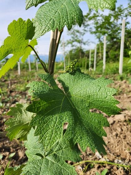 Grape clusters forming on the vine, second view