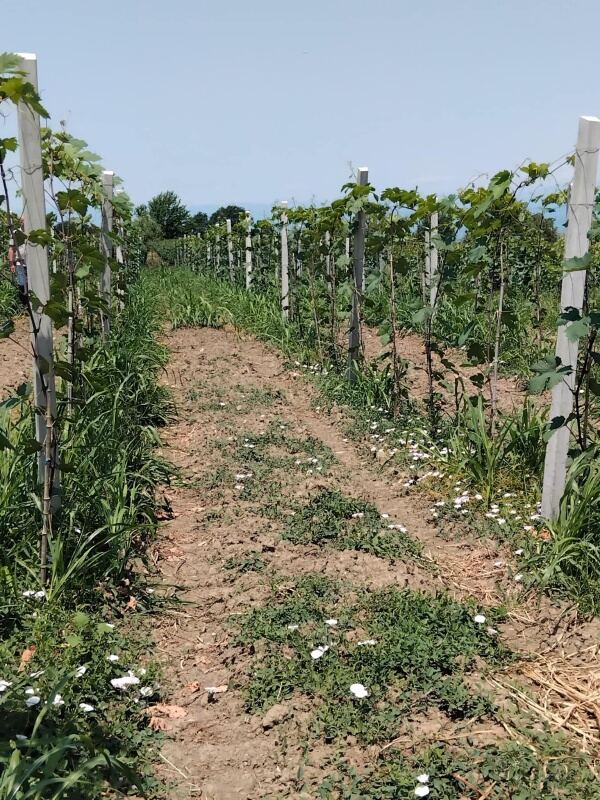 Testing grape ripeness in the vineyard