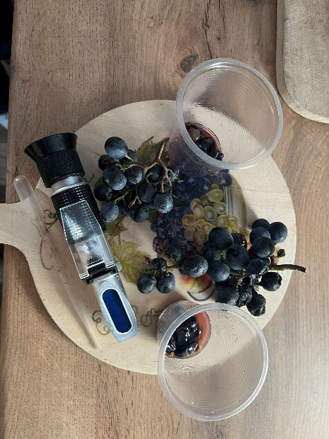 Testing grape ripeness in the vineyard, second view