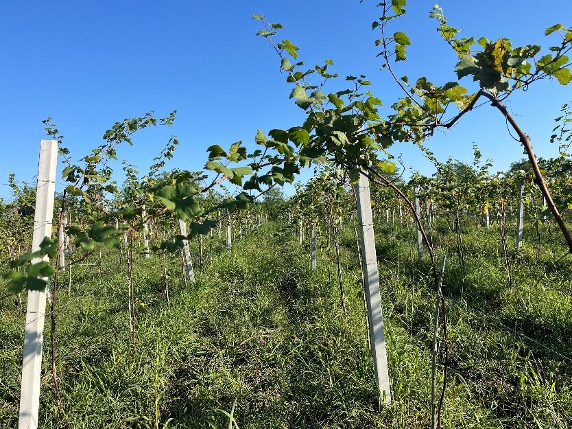 Ripe grape clusters ready for harvest