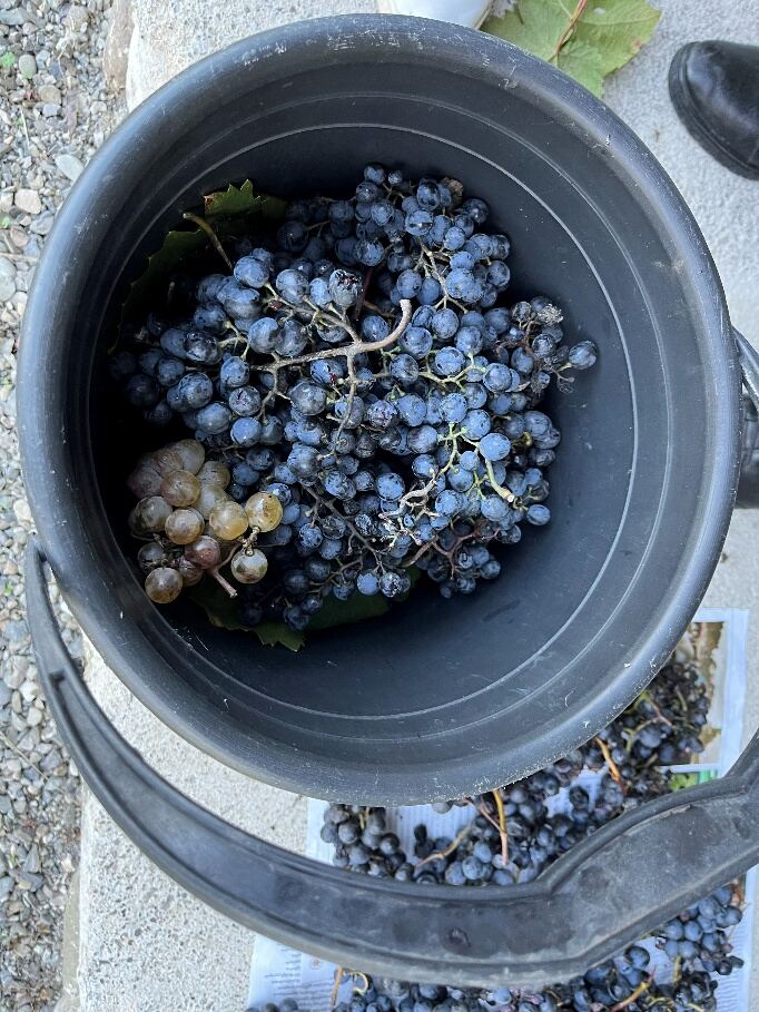 A bucket of freshly picked grapes