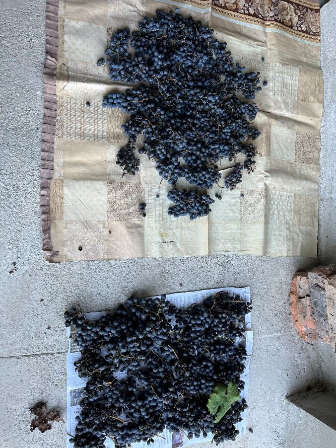 Freshly picked grapes laid out to sort