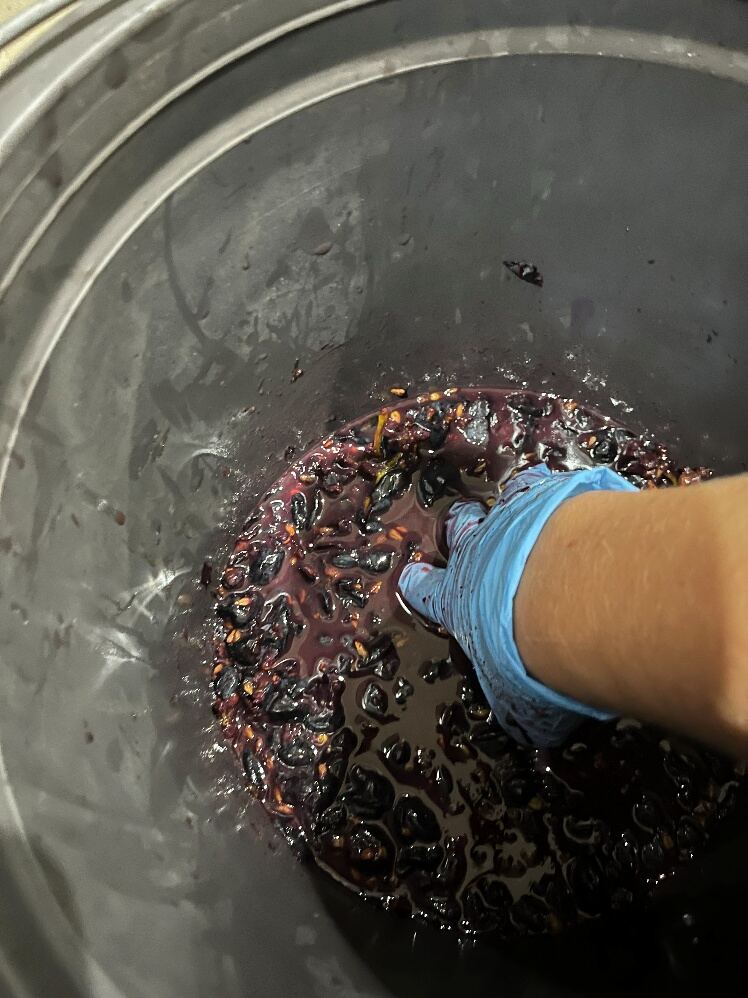 Grapes in a pot, ready to ferment