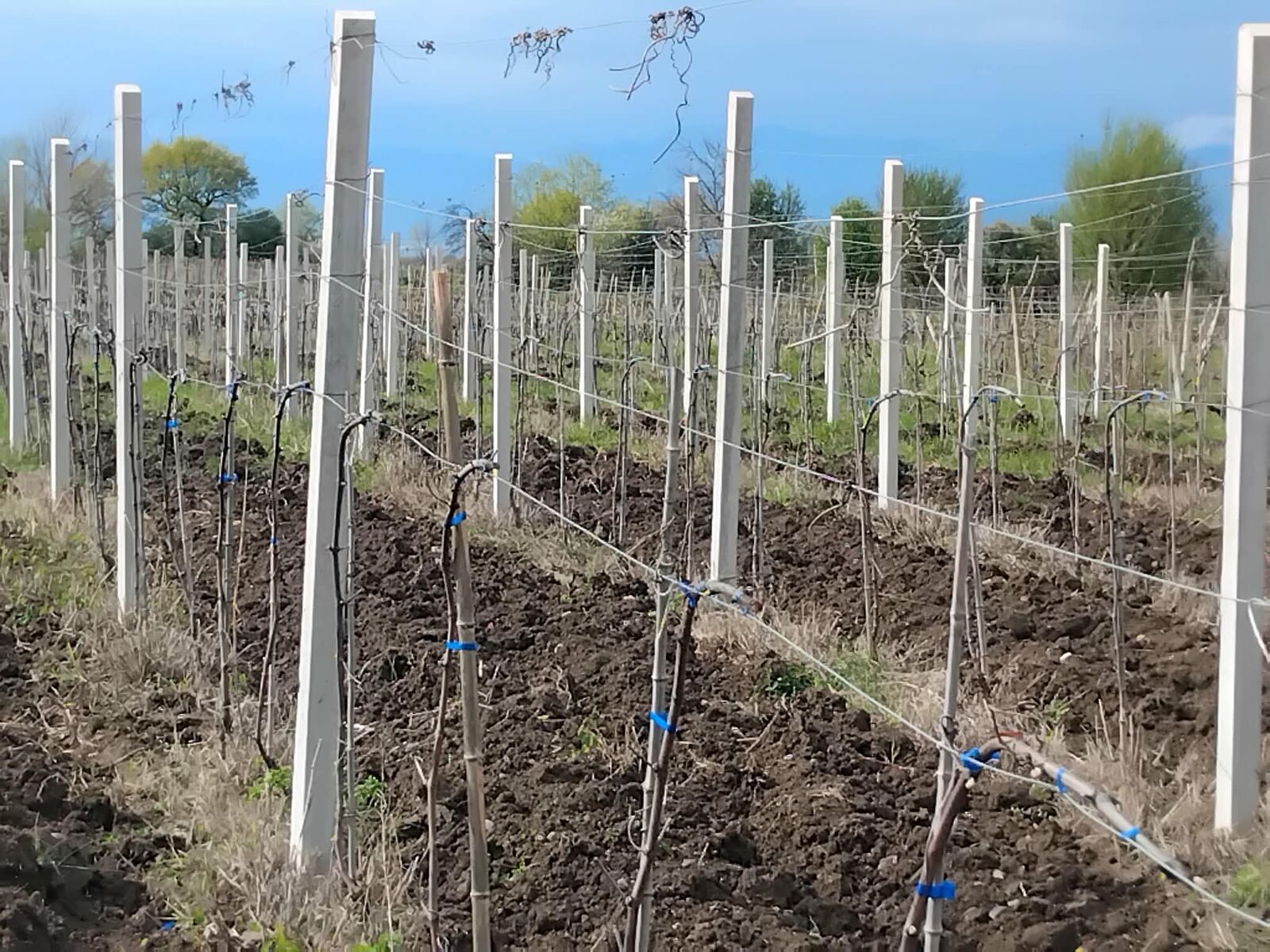 Rows of young vines, third year