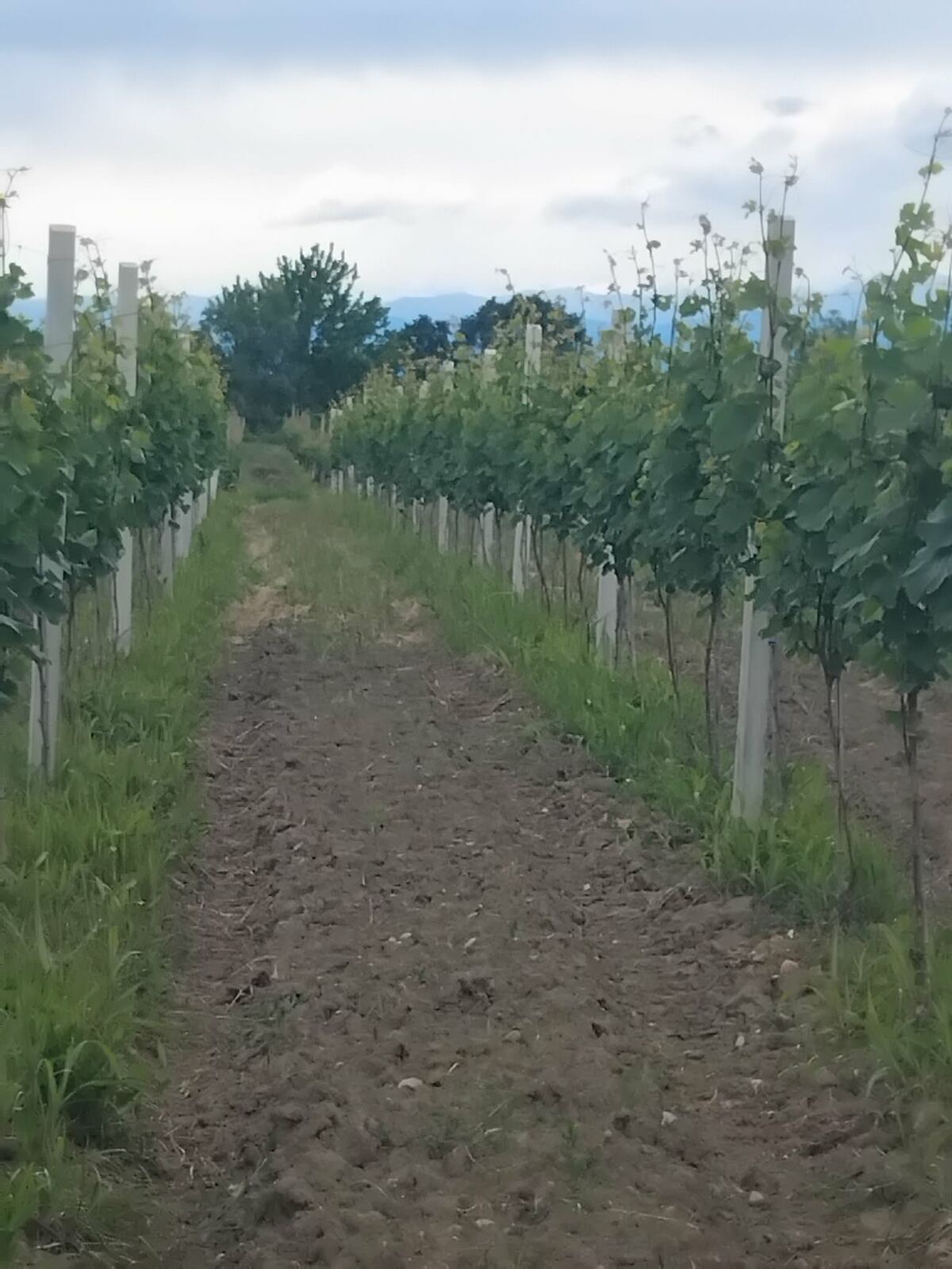Vine rows heading toward summer