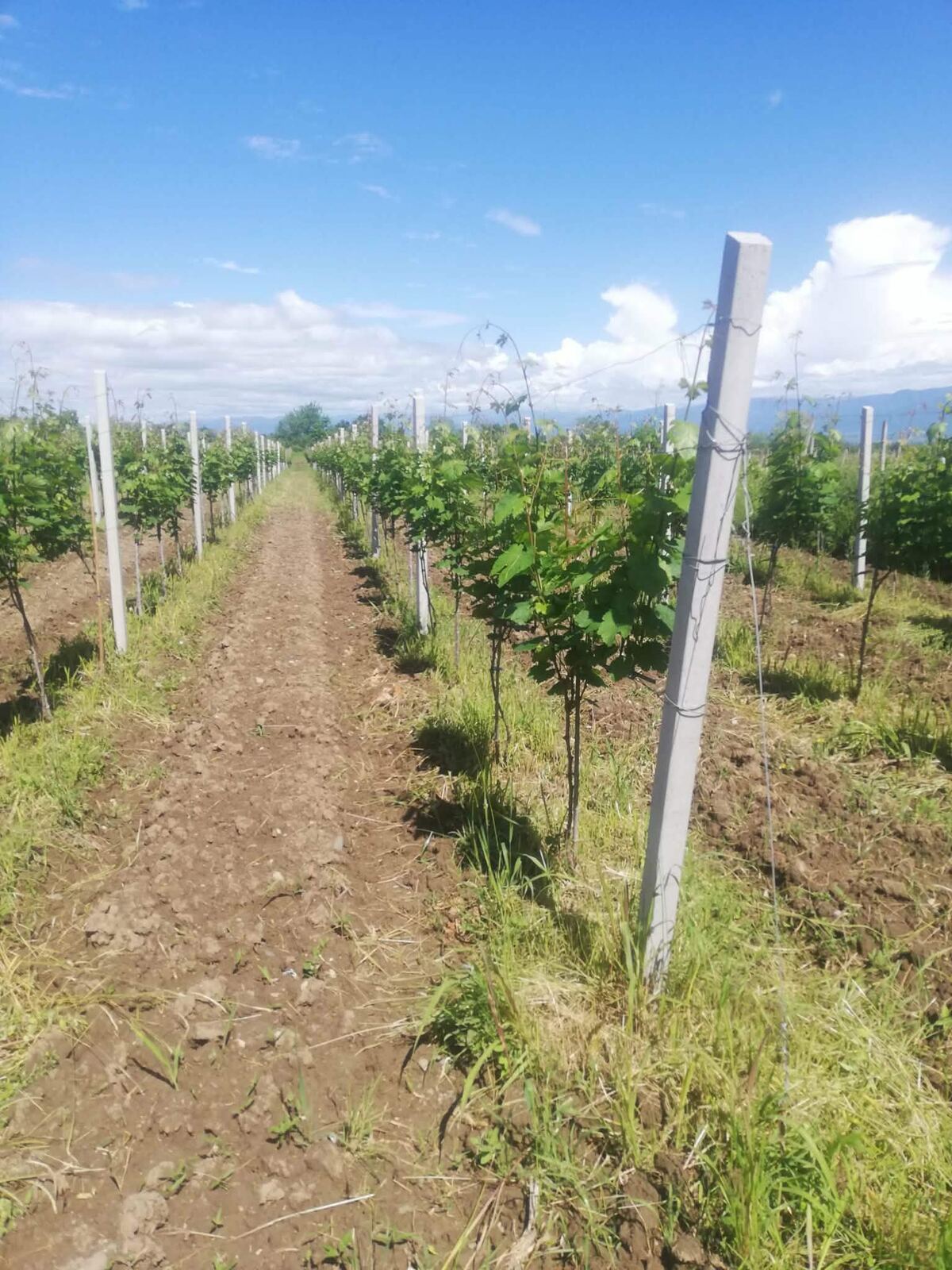 Vine rows in full leaf
