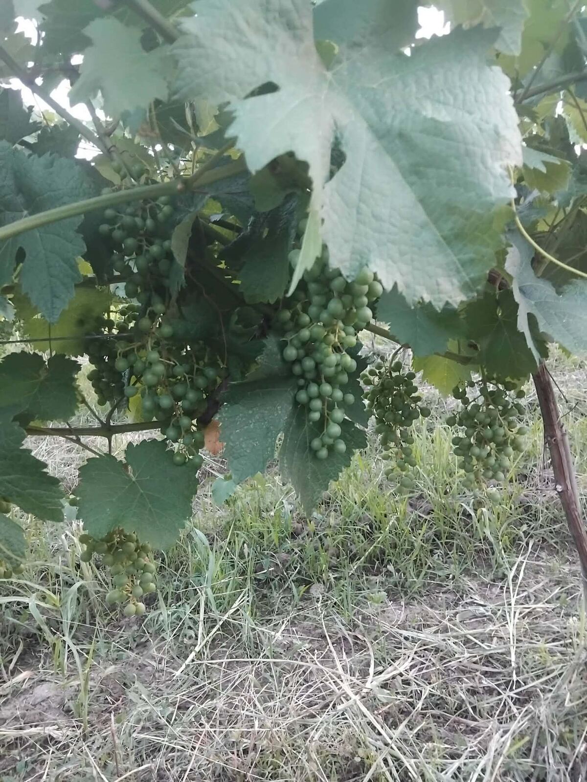 Vine rows with poles, summer growth