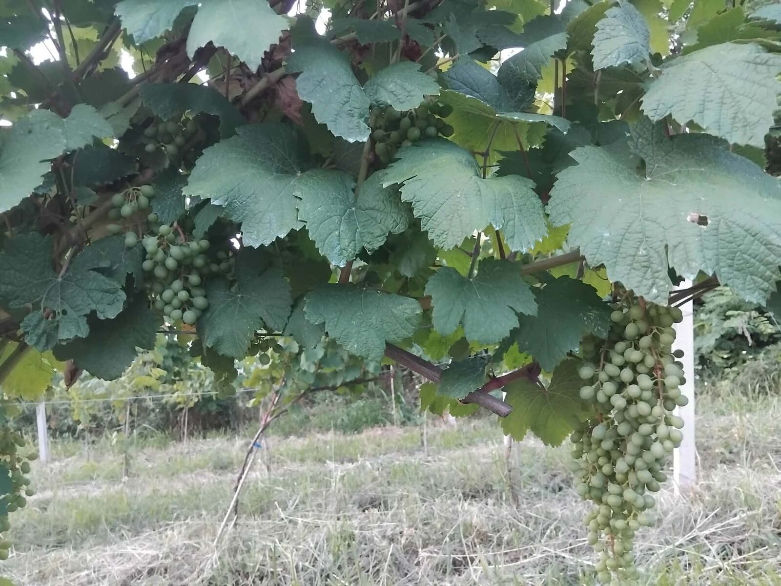Rows of vines under a clear sky