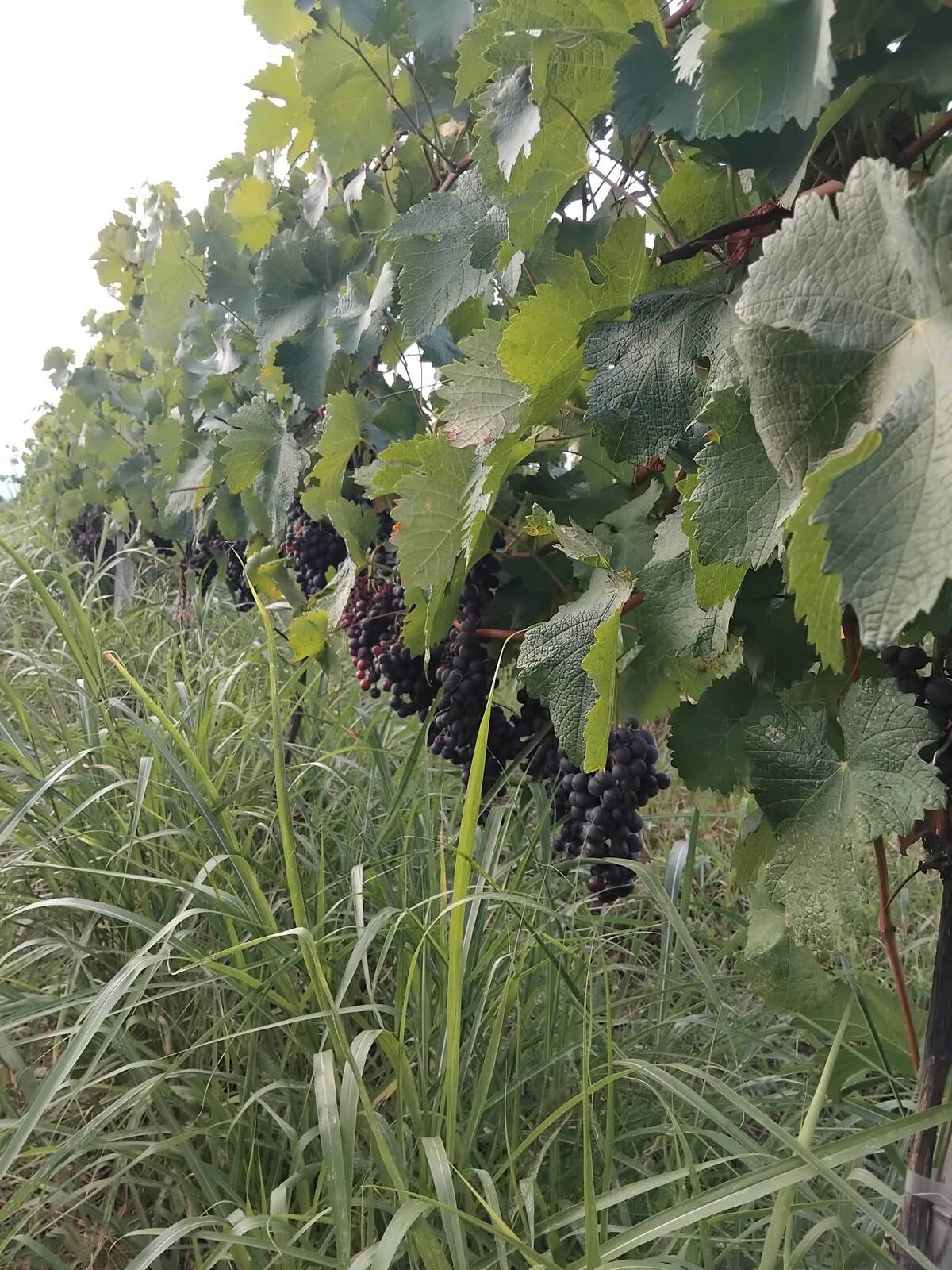 Grape clusters forming among the leaves, third year