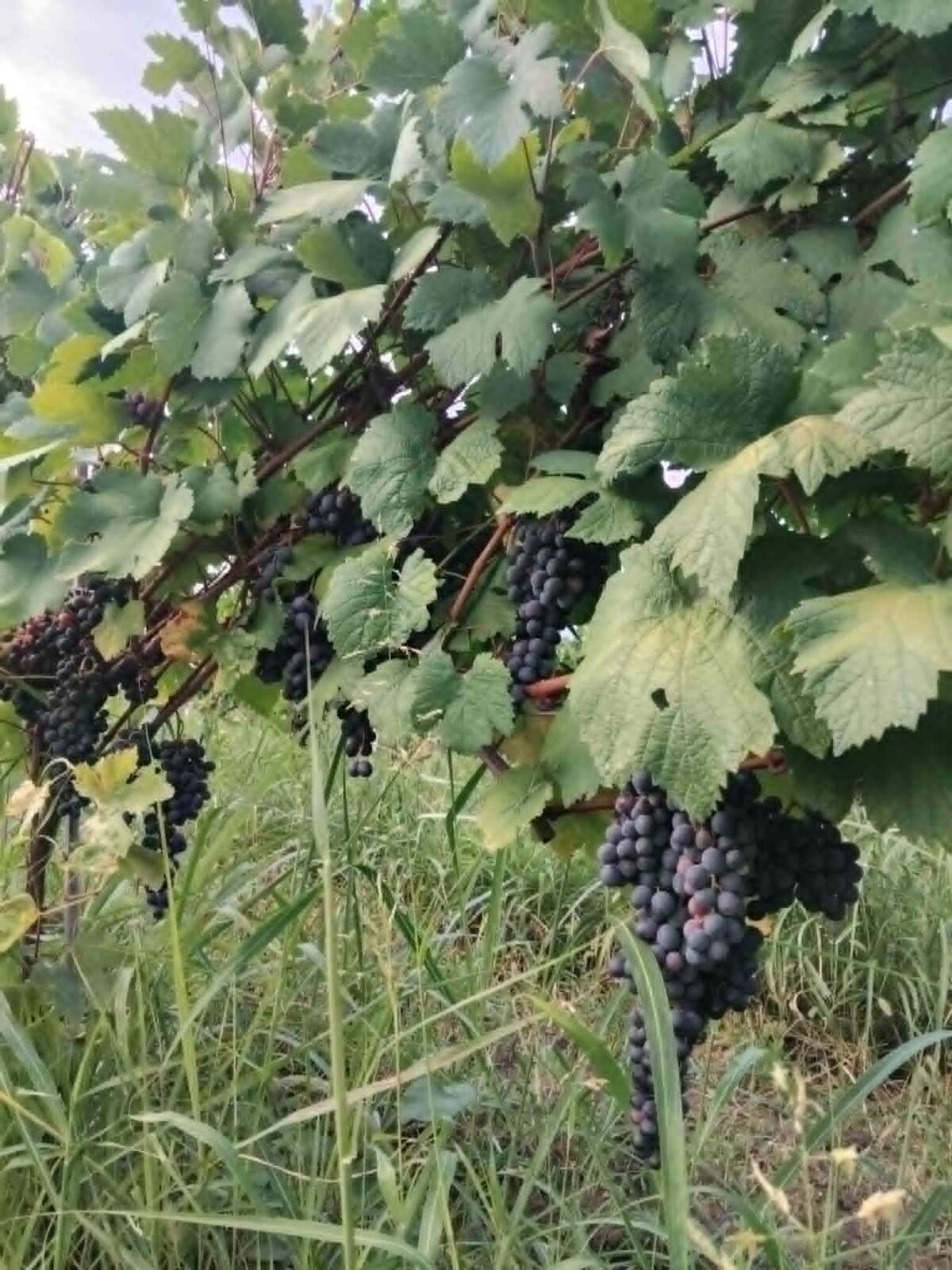 Close-up of grape clusters, third year