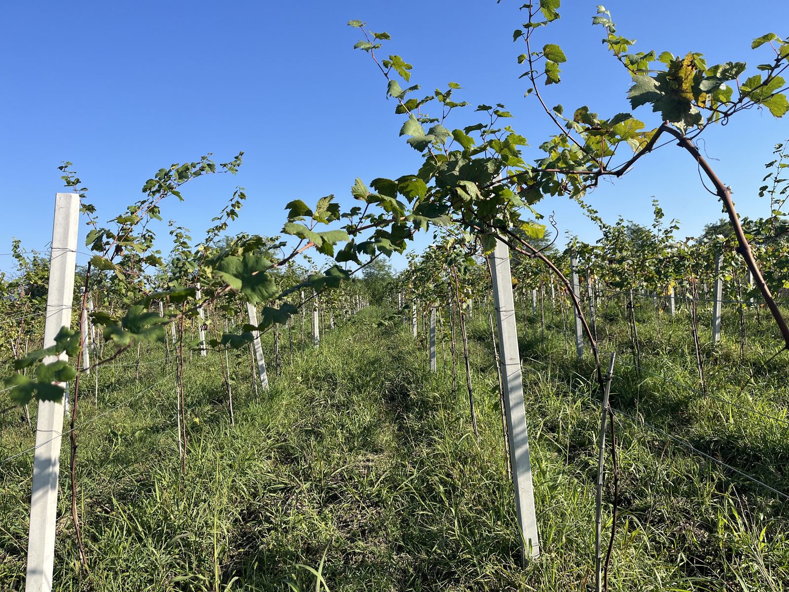 Rows of young vines in the Sanini vineyard, Alazani Valley, Georgia
