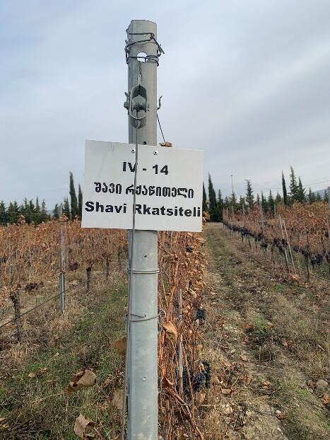A vineyard row marker reading Shavi Rkatsiteli at the research center
